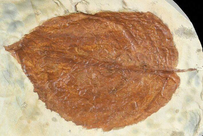 Fossil Leaf (Beringiaphyllum) - Montana #68346